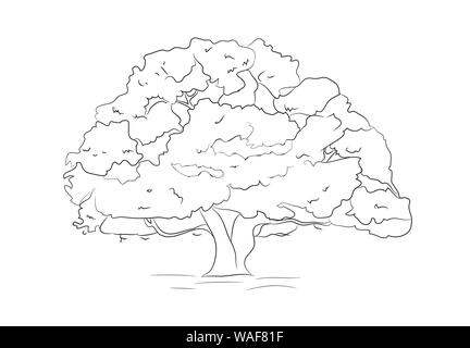 big tree drawing lines, vector, white background Stock Vector