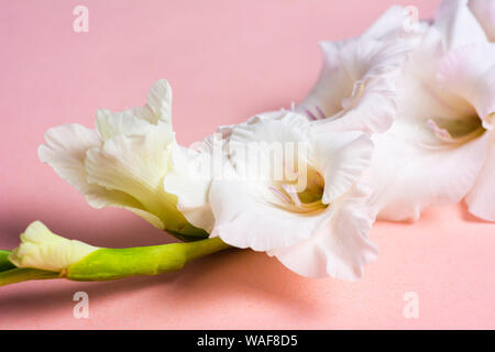 White Gladiolus flowers in blossom on pink background Stock Photo