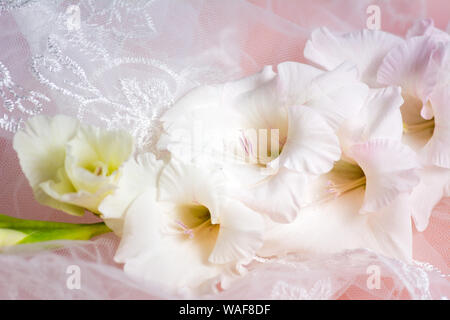 White Gladiolus flowers in blossom on pink background Stock Photo