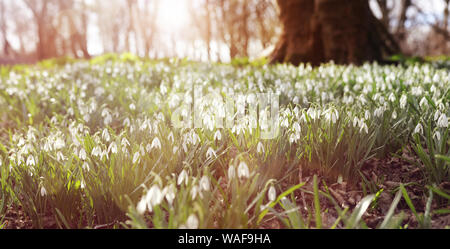 Snowdrops in forest morning sunlight Spring background Stock Photo