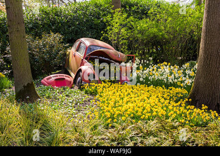Keukenhof, Lisse, Netherlands - 18 April 2019: The view of flower bed with white and yellow daffodils made of old car in the Keukenhof park, the world Stock Photo