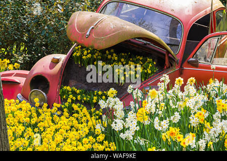 Keukenhof, Lisse, Netherlands - 18 April 2019: The view of flower bed with white and yellow daffodils made of old car in the Keukenhof park, the world Stock Photo