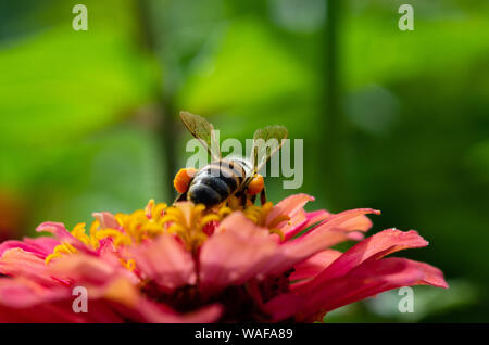 Macro shot of a bumble bee pollinating a zinnia flower Stock Photo