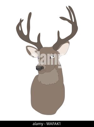 vector illustration deer portrait,color drawing, vector, white background Stock Vector