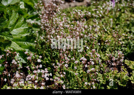 Close-up of saxifrage urbium variety Aureopunctata. Small pink spring flowers on the background of fresh green leaves Stock Photo
