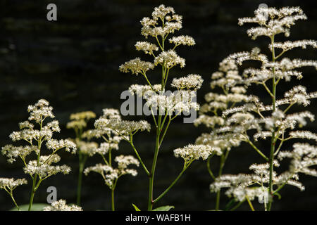 White fluffy geyhera flowers in the spring garden. Close-up Stock Photo