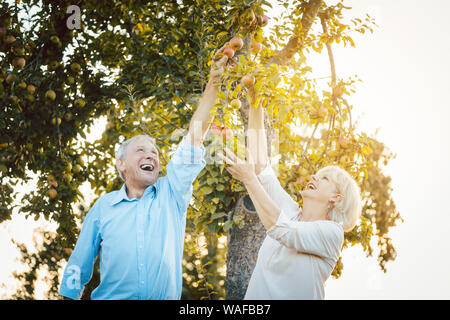 Senior couple of woman and man eating apples fresh from the tree Stock Photo