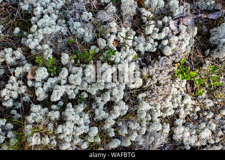 White Moss, Arctic Lichen, Reindeer Cladonia Stellaris. Carpet moss white, natural background Stock Photo