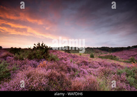 dramatic purple summer sunset over blossoming heather hills Stock Photo