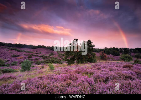 big rainbow over purple heather flower hills at sunset, Netherlands Stock Photo