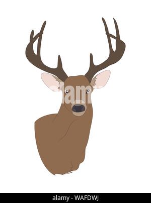 vector illustration deer portrait,color drawing, vector, white background Stock Vector