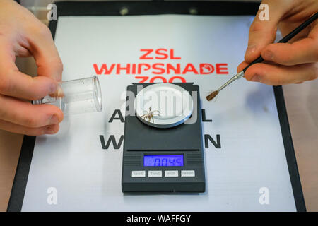 ZSL Whipsnade Zoo, Bedfordshire, UK, 20th Aug 2019. Keeper Tyrone weighs a tiny female spiderling of the endangered desertas wolf spider. Every year, keepers at ZSL Whipsnade Zoo coax thousands of animals to step onto the scales for the annual weigh-in and to record their vital statistics as a way of monitoring health and wellbeing of the 3,500 animals at the UK’s largest Zoo. Credit: Imageplotter/Alamy Live News Stock Photo