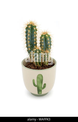 Cactus plant in a pot isolated on white background Stock Photo