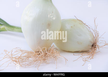 Close-up of a white onion with isolated green bouquet on a white background - Freshly harvested onion Stock Photo