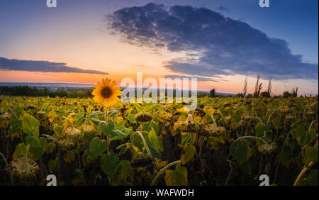 Panoramic scene of sunflower harvest field over sunset sky background. Single late, yellow flowering plant among the crop of sunflower. Stock Photo