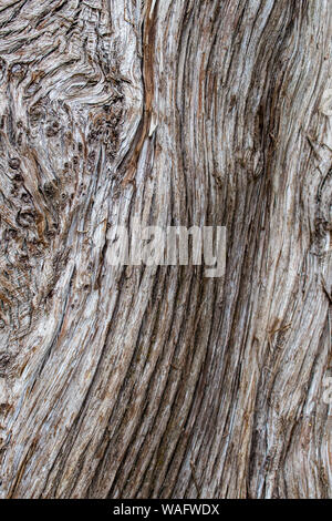 Closeup of tree bark showing wood grain Stock Photo