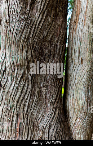 Closeup of tree bark showing wood grain Stock Photo