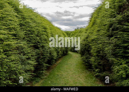 Curving path between high hedges Stock Photo