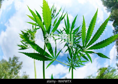Leaves and stem of wild cannabis marijuana on blue sky background Stock Photo