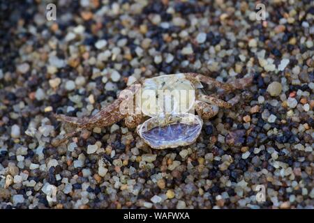 Tiny red speckled dead crab on pebble sandy beach Stock Photo