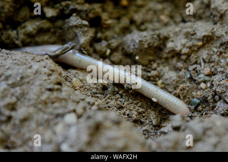 Close up of common earthworm on the ground, Lumbricus terrestris Stock Photo