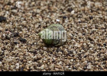 Green shell large female hermit crab Stock Photo