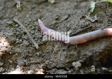 Close up of common earthworm on the ground, Lumbricus terrestris Stock Photo