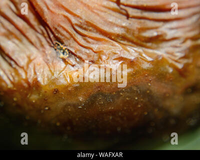 Rotten tomato fruit, macro, Phytophthora infestans Stock Photo