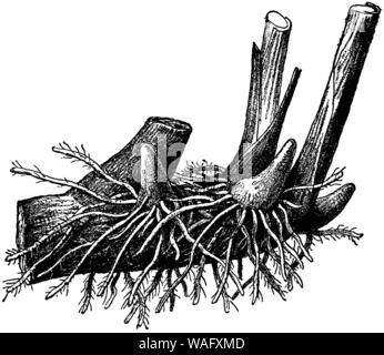 indian shot: root, Canna indica,  (botany book, 1907) Stock Photo