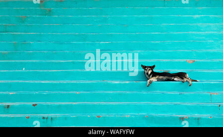 Lazy dog laying on colorful steps on the island of Roatan, Honduras. Stock Photo