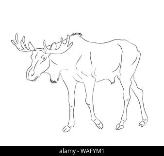 vector illustration deer stands drawing lines, vector, white background Stock Vector