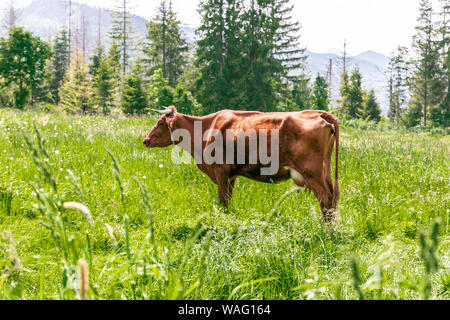 Brown cows graze on a green meadow in the summer. Large livestock farm Stock Photo