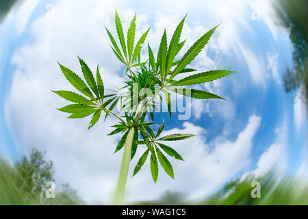 Leaves and stem of wild cannabis marijuana on blue sky background Stock Photo
