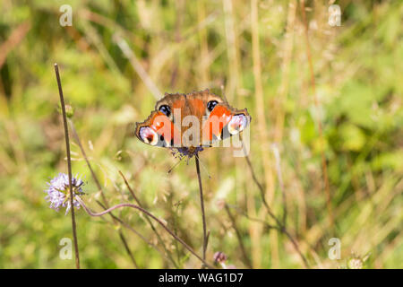 A Peacock Butterfly, Nymphalis io, on a sunny day in August in a meadow. Although it cannot be seen clearly in the picture the butterfly is feeding on Stock Photo