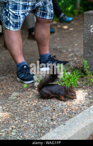 Cute animal with a fluffy tail eats a nut in the forest. Eurasian squirrel in forest, wonderfull black forest. Stock Photo