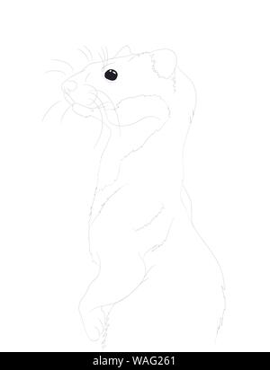 vector illustration of portrait of ferret, drawing by lines, vector, white background Stock Vector