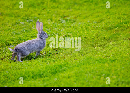 Rabbit saw the danger and prepared to run. Stock Photo
