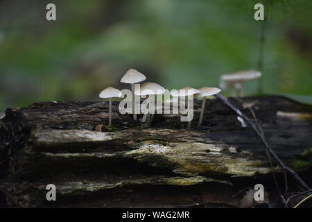 Mushrooms growing on log Stock Photo