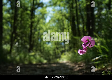 A walnut grove field plantation on a summers day in france Stock Photo