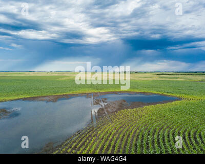 Flooded corn field with tractor tracks in mud and rain in background. Stock Photo