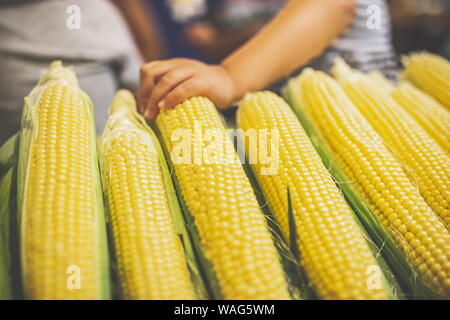 Child hand on corncobs for sale at street market. Stock Photo