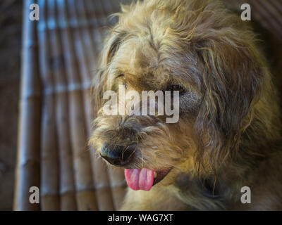 a dog take a relax on the table Stock Photo