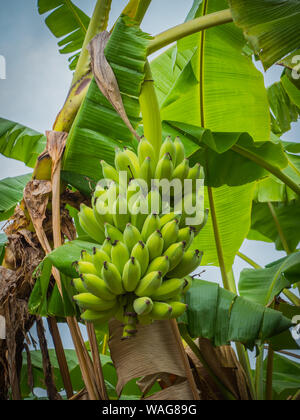 The banana on banana tree with sunlight Stock Photo