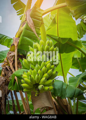 The banana on banana tree with sunlight Stock Photo