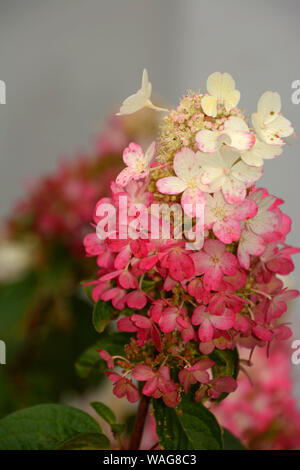 macro of pinky winky hydrangea, hydrangea pinky winky bush with white pink flowers Stock Photo