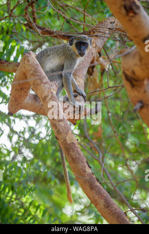 Green Monkey - Chlorocebus aethiops, beautiful popular monkey from West African bushes and forests, Senegal. Stock Photo