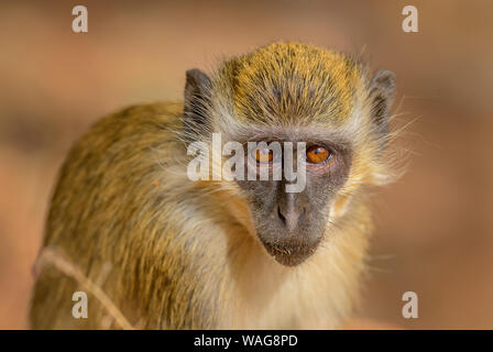 Green Monkey - Chlorocebus aethiops, beautiful popular monkey from West African bushes and forests, Senegal. Stock Photo