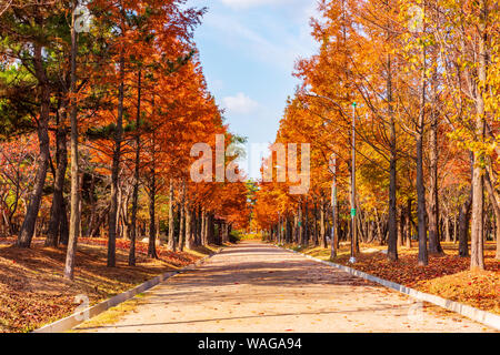 Autumn road in the Park,Seoul Korea. Stock Photo