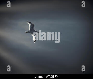 PHOTO ART: Gull Flight Stock Photo