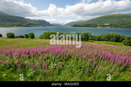 Polar summer in Norway - blooming meadow in foreground, a fjord in centre, green hills on sides, snow covered mountains in distance Stock Photo